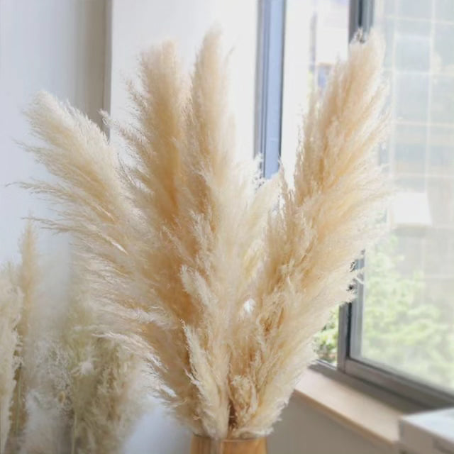 Stort fluffy pampasgress