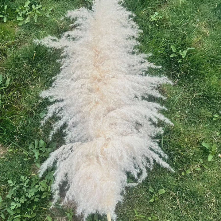 Stort fluffy pampasgress