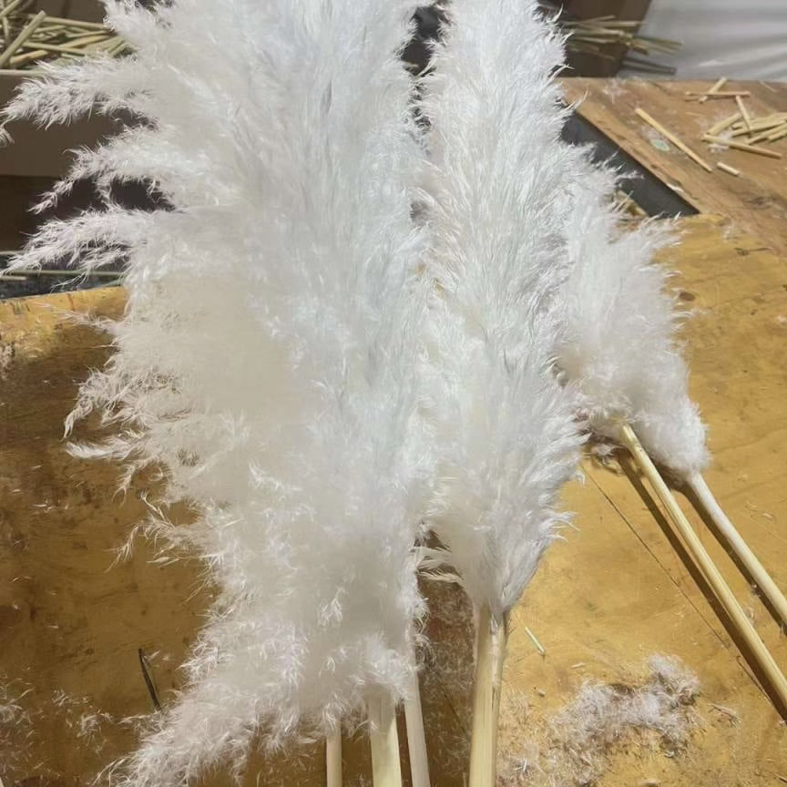 Skanto | Stor fluffy pampasgress