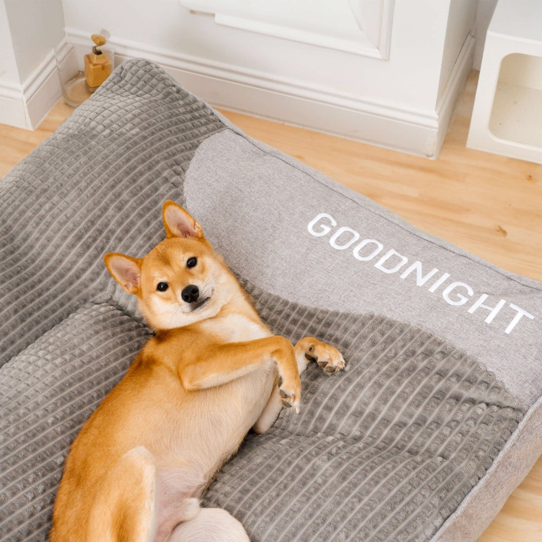 Skanto | CocoonChien | Optimal komfort for din følgesvenn