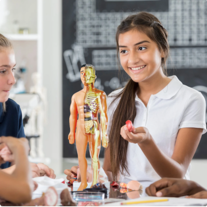 Pedagogisk anatomisk modell for barn Skanto