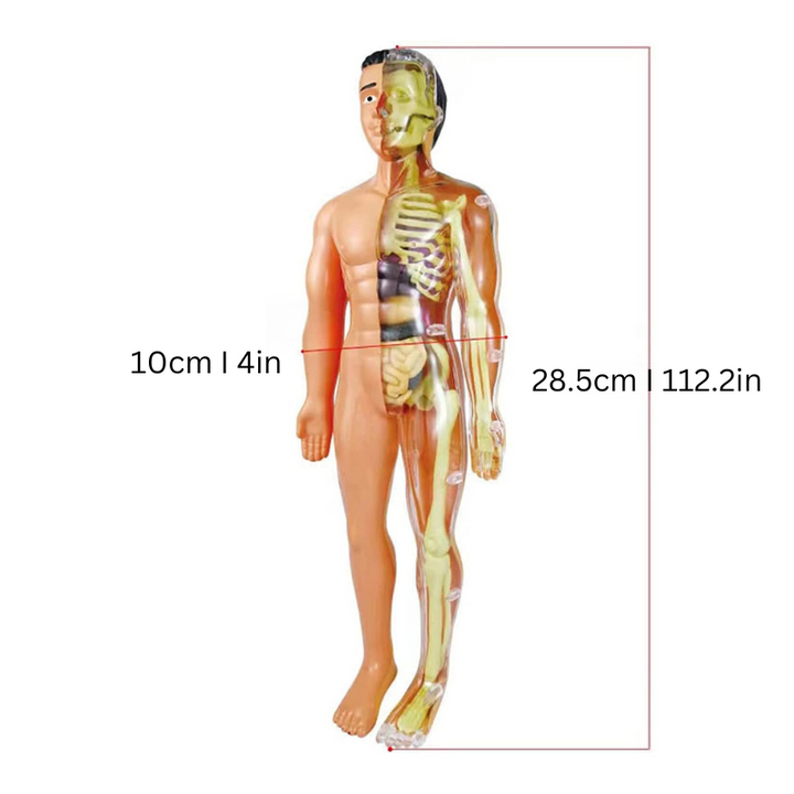 Pedagogisk anatomisk modell for barn Skanto