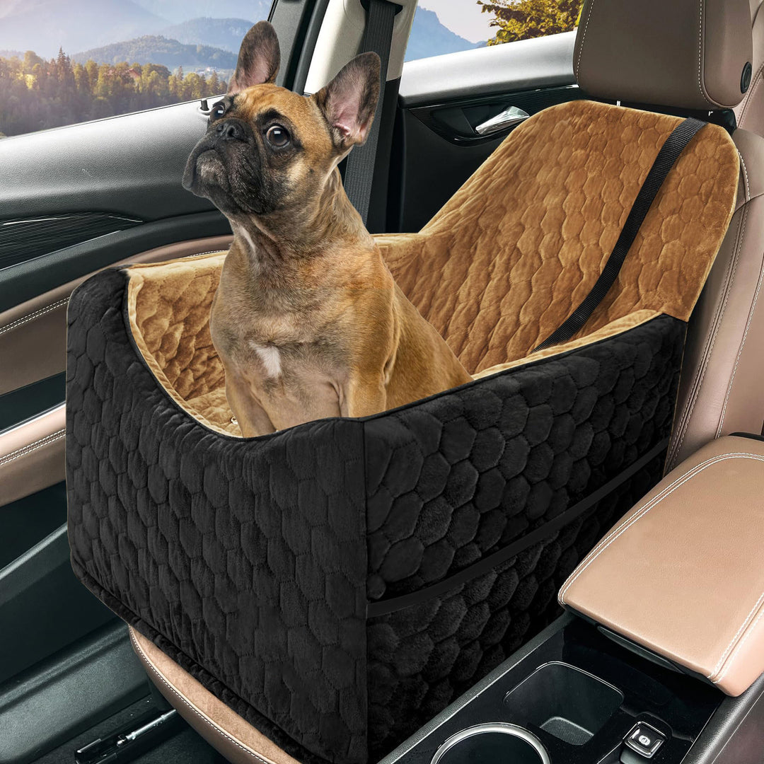 Damer Hund Seter Skanto