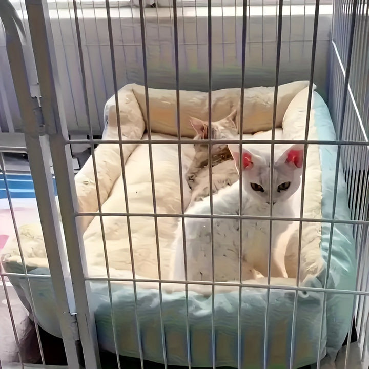 Dame koselig hundeseng Skanto