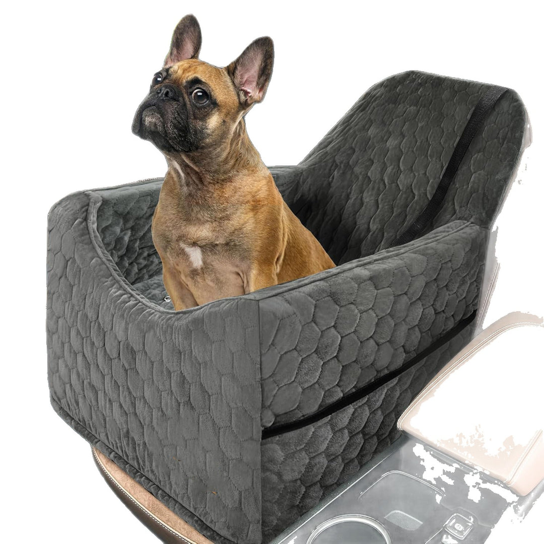 Damer Hund Seter Skanto