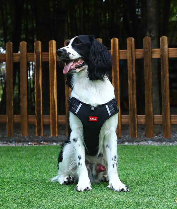 Skanto | anti-drag hundesele for smertefrie turer