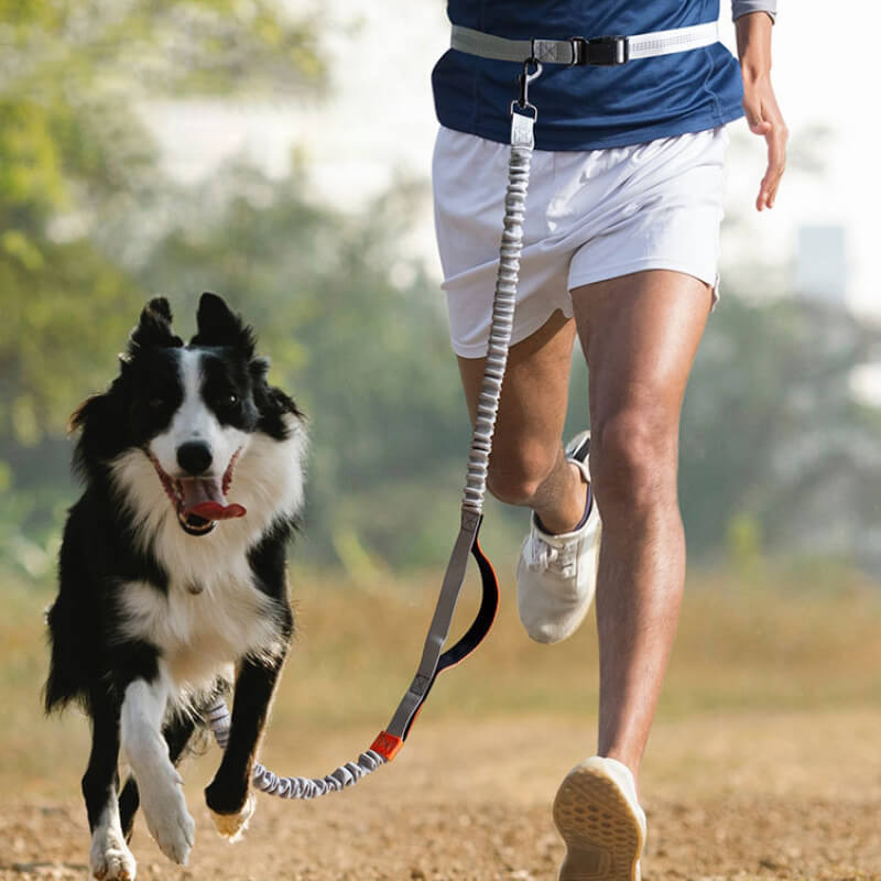 Skanto | Teleskopisk Dobbel Håndtak Multifunksjonell Hundesnor