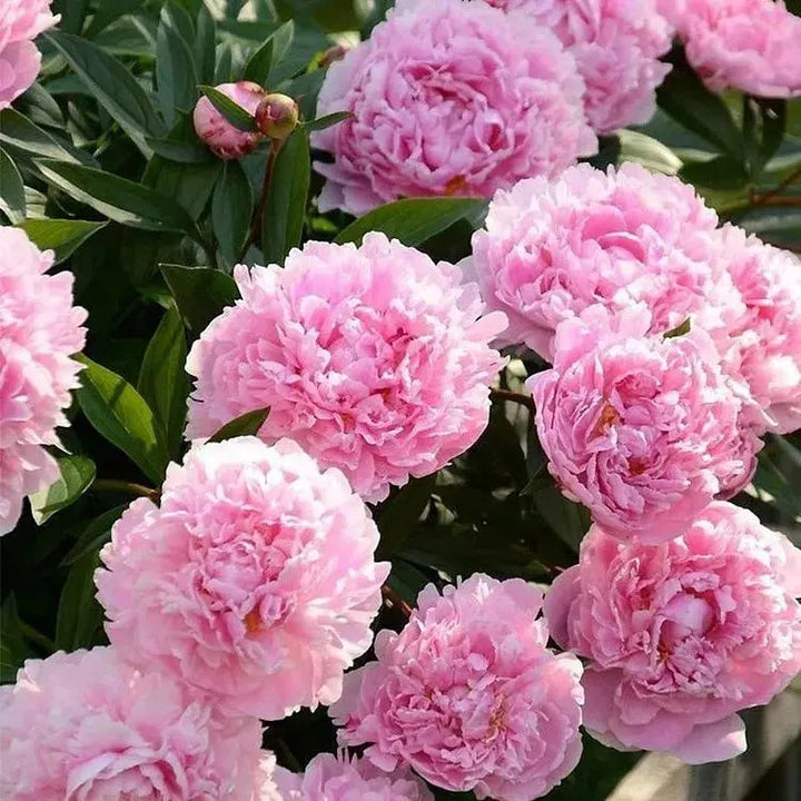 Peonfrø «Dobbeltblomstret Piani» – Blomsterdronningen for hagen din
