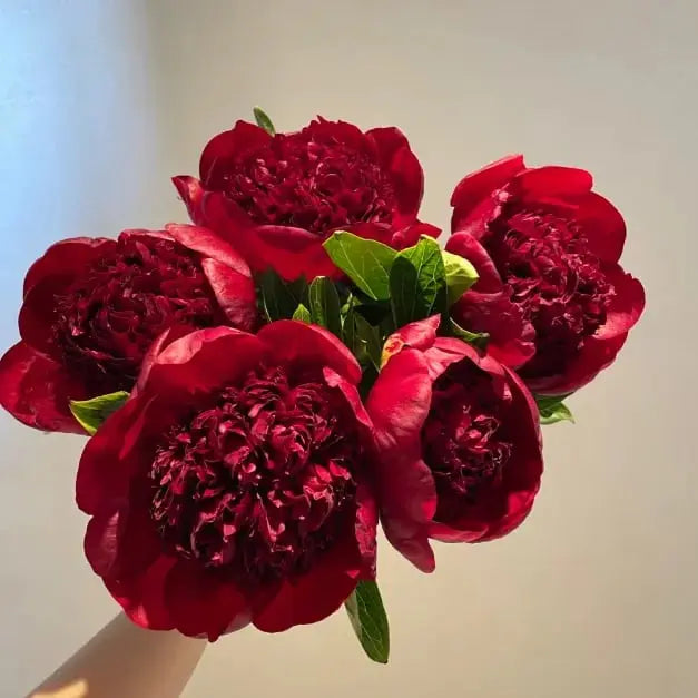 Peonfrø «Dobbeltblomstret Piani» – Blomsterdronningen for hagen din