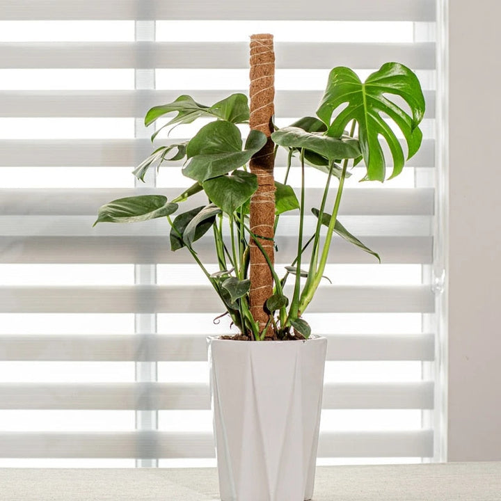 PlantSupport | Skanto