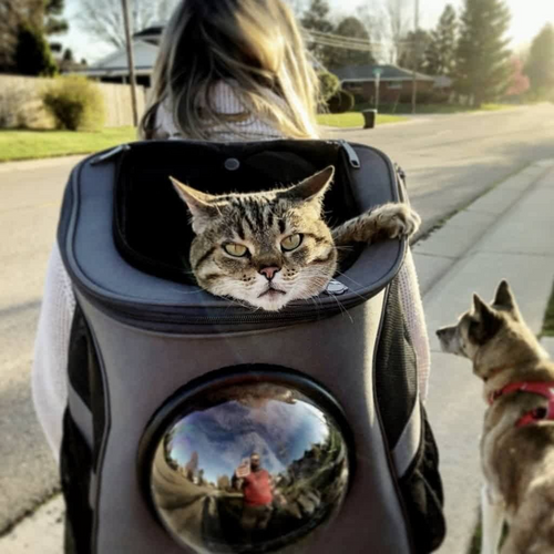 Skanto | PurrVenture Ryggsekk – Bærbar Kjæledyrbærer for Katter og Små Kjæledyr