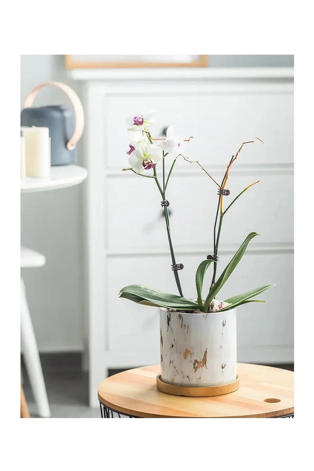 Skanto | Marmor Gullblad Plantepotte Sett