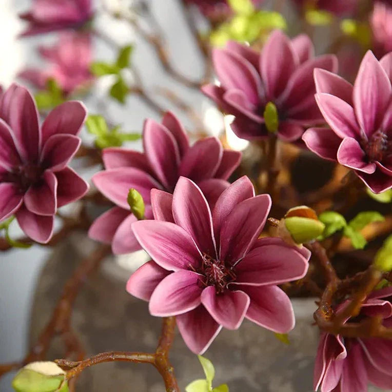 Skanto | Künstige Magnolia Blomster