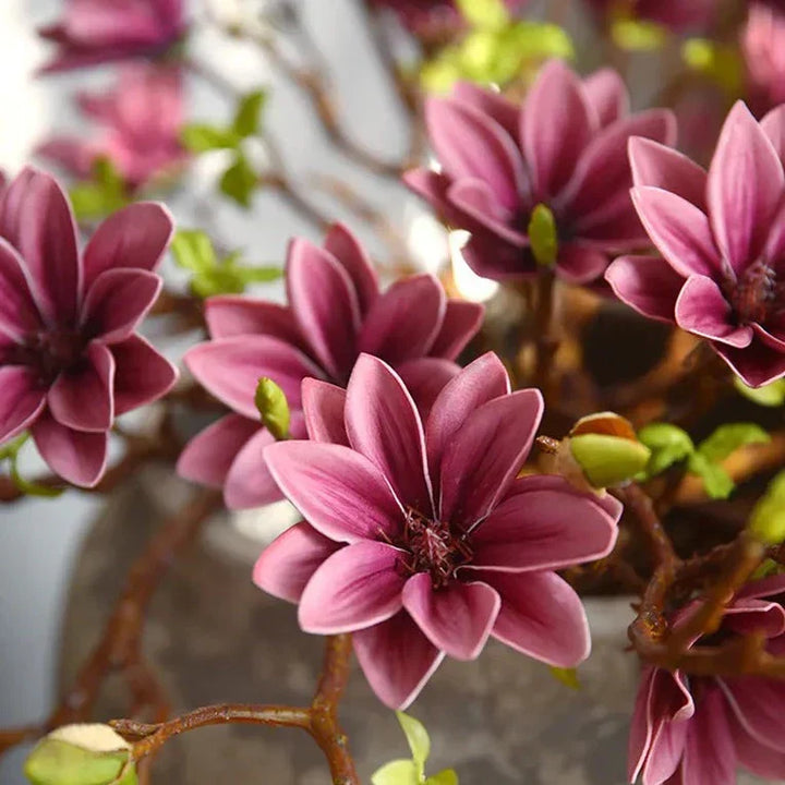 Skanto | Künstige Magnolia Blomster
