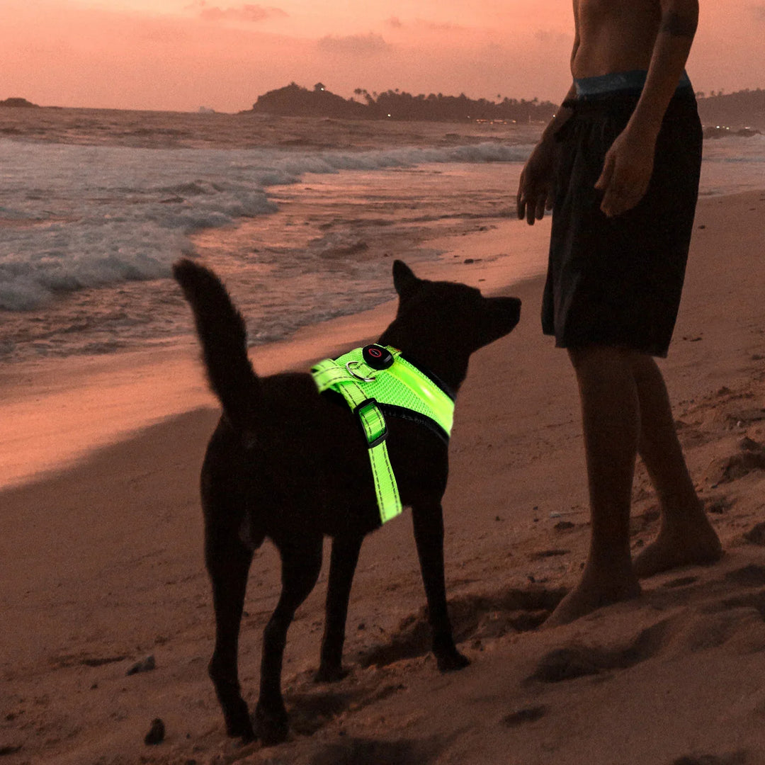 LED Hundesele USB oppladbar og justerbar Skanto