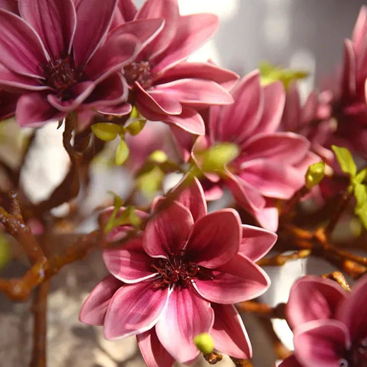 Skanto | Künstige Magnolia Blomster
