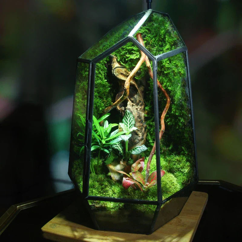 Moderne geometrisk, inspirert av naturen botanisk terrarium | Skanto
