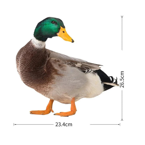 DuoDuck Realistisk Dobbelsidig Grå Fjær Skulptur Skanto