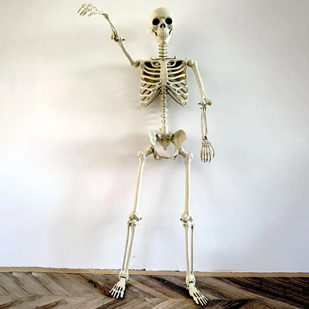 Skanto | Flyttbart menneskelig skjelett 90–165 cm — realistisk dekorasjon for Halloween og horrorfester