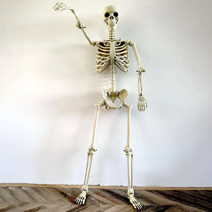 Skanto | Flyttbart menneskelig skjelett 90–165 cm — realistisk dekorasjon for Halloween og horrorfester