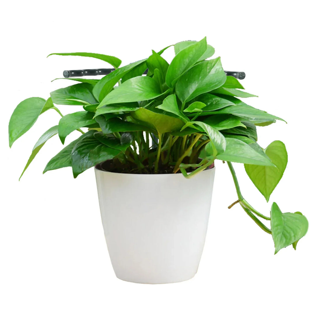 Skanto | Klatrestøtte for planter – Robust holder med burdesign for vekst og stabilitet