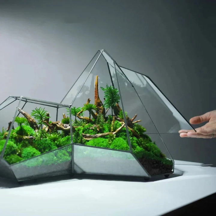 Geometrisk glassmoos-plantekasse terrarium-vase | Skanto