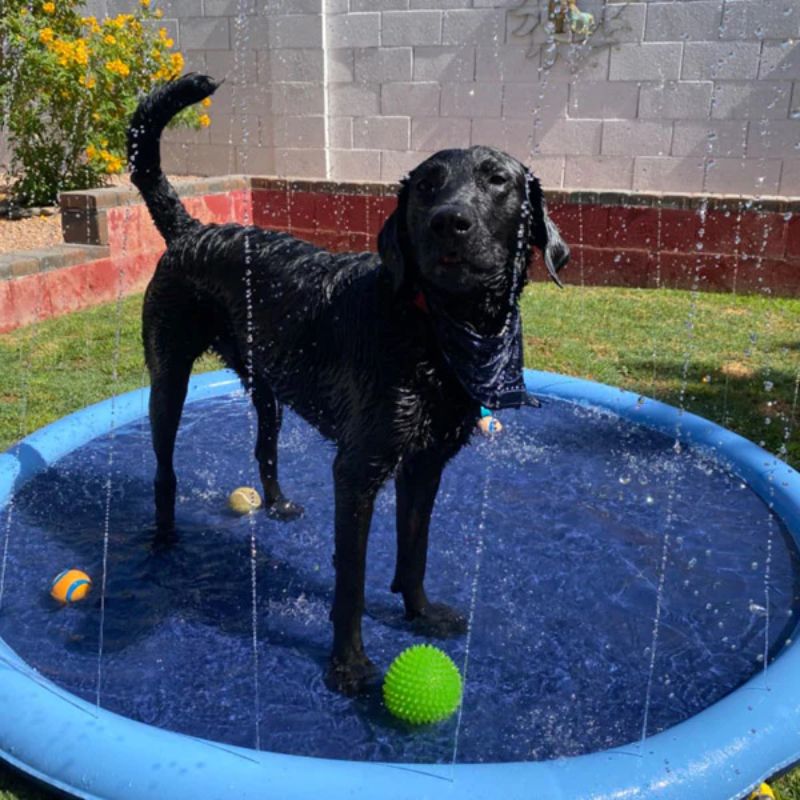 Skanto | Paws and Play Splash Pad