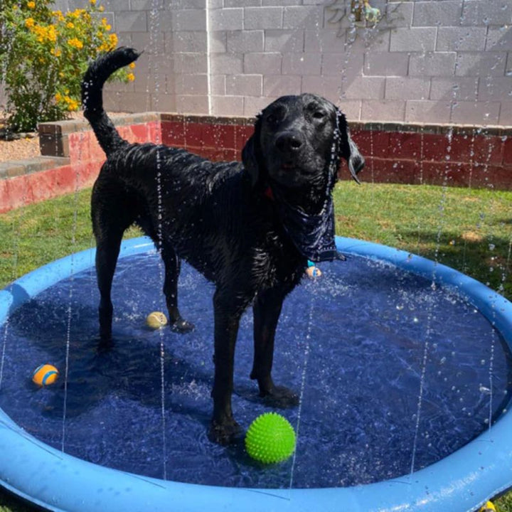 Skanto | Paws and Play Splash Pad