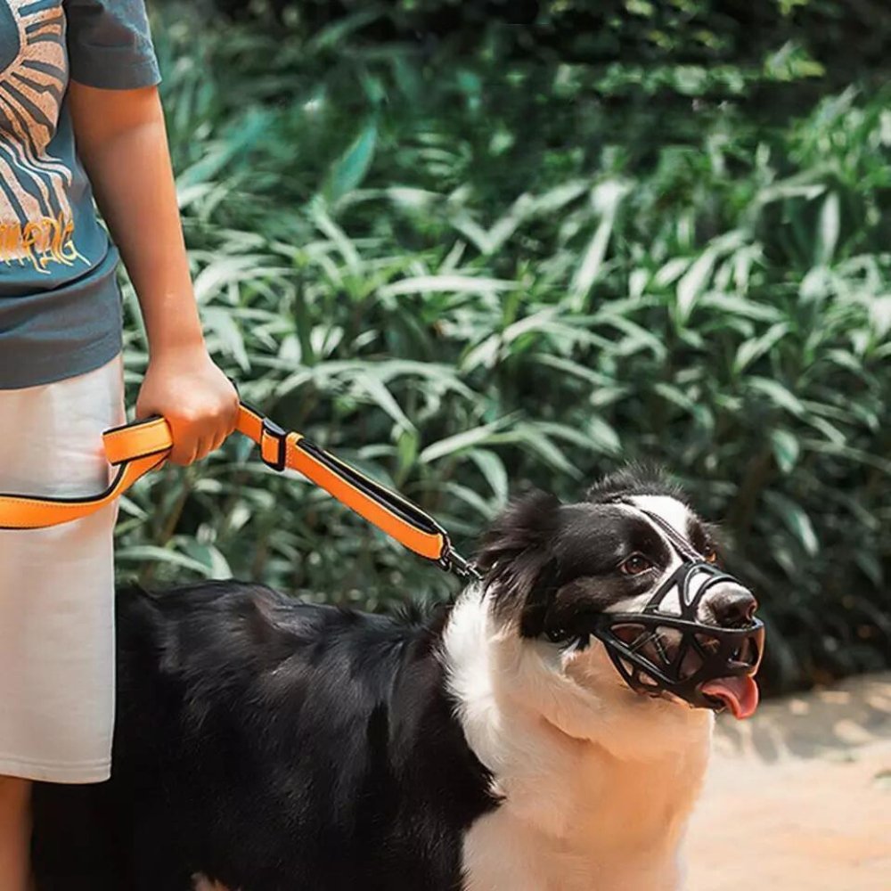 SafeBark Hundebur – Effektiv Anti-Bite og Anti-Bark Løsning, Pustende og Komfortabel | Skanto