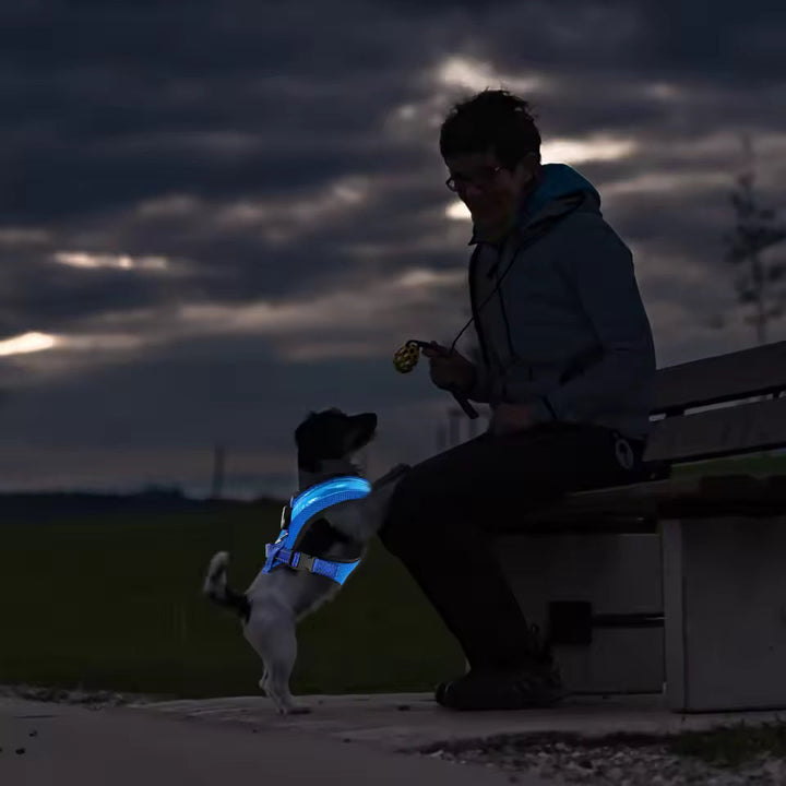 LED Hundesele USB oppladbar og justerbar Skanto