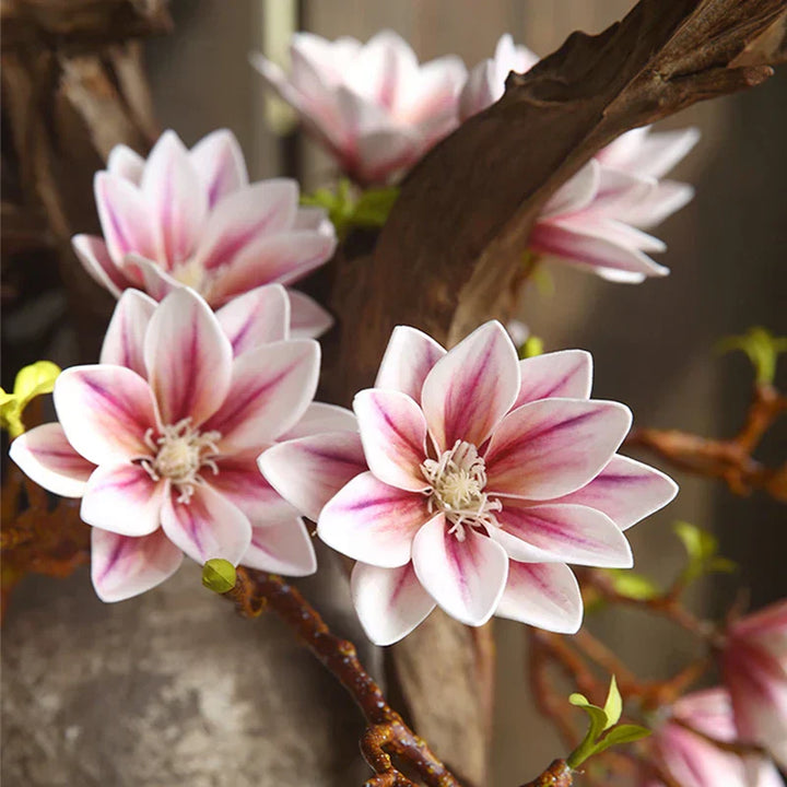 Skanto | Künstige Magnolia Blomster