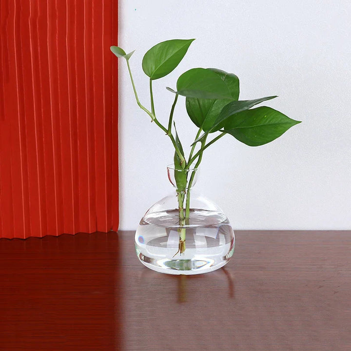 Skanto | Avokado Vase Glass | Transparent Spireglass | Plantekonteiner for Avokado Dyrking | 10–15 cm
