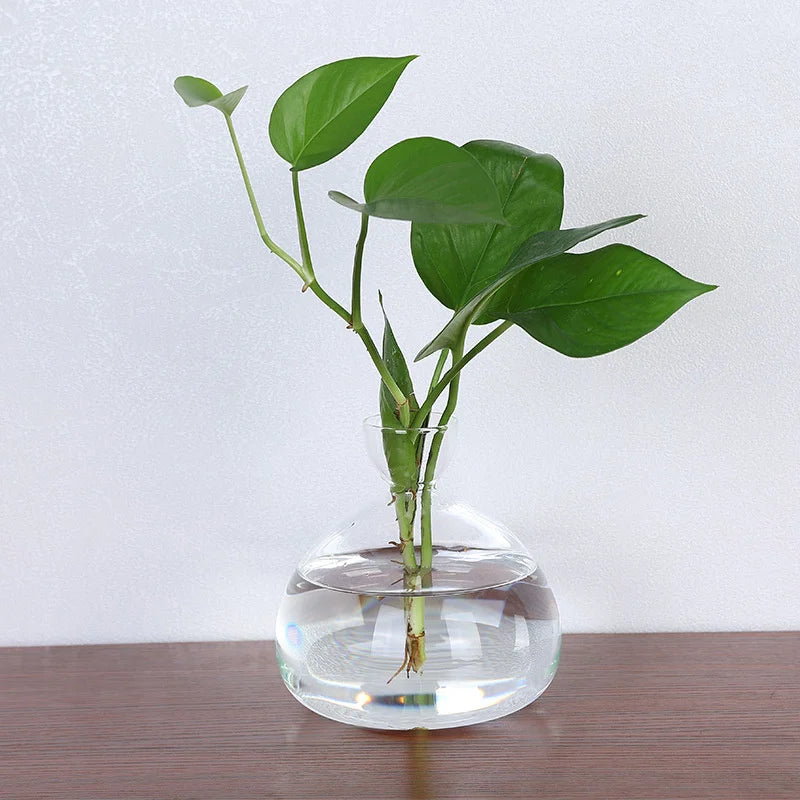 Skanto | Avokado Vase Glass | Transparent Spireglass | Plantekonteiner for Avokado Dyrking | 10–15 cm