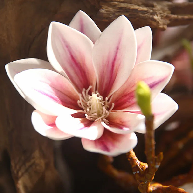Skanto | Künstige Magnolia Blomster