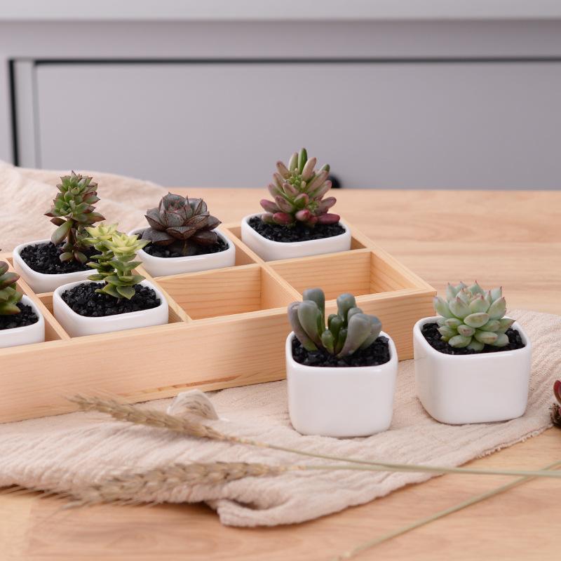 Skanto | Mini Planter Tray Set
