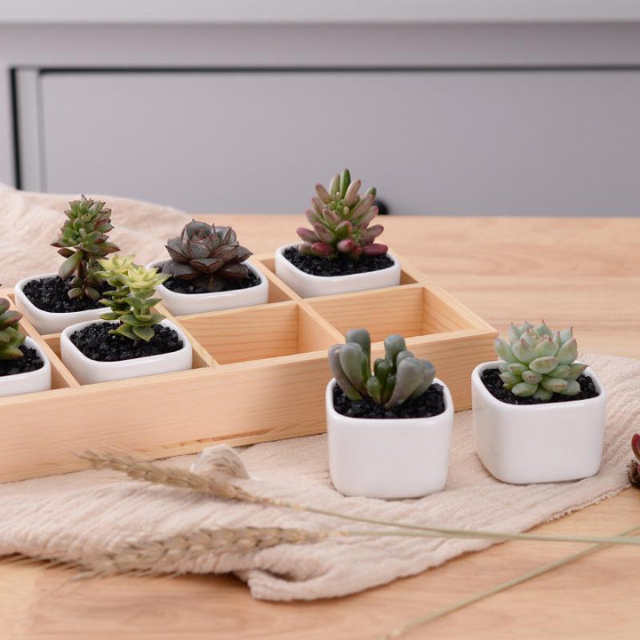 Skanto | Mini Planter Tray Set