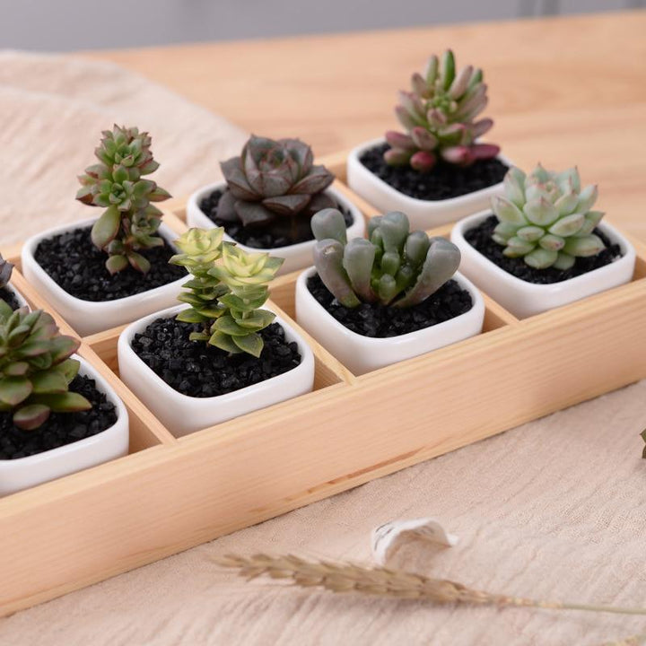 Skanto | Mini Planter Tray Set