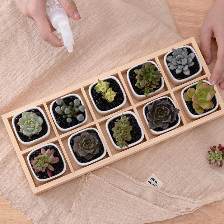 Skanto | Mini Planter Tray Set