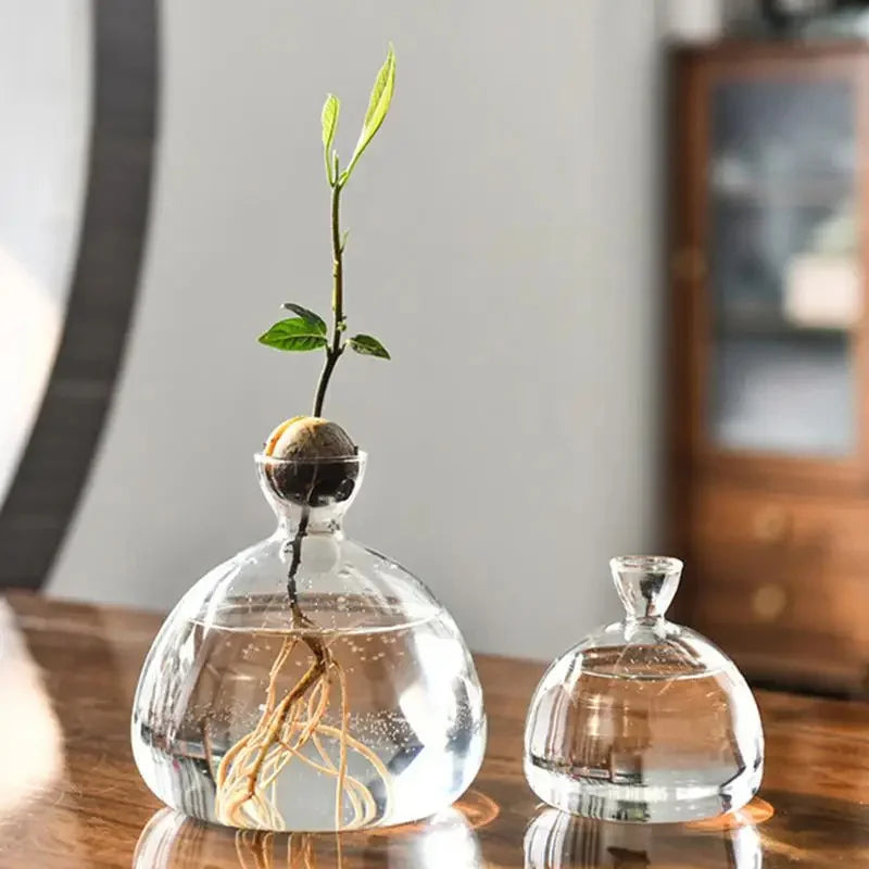 Skanto | Avokado Vase Glass | Transparent Spireglass | Plantekonteiner for Avokado Dyrking | 10–15 cm