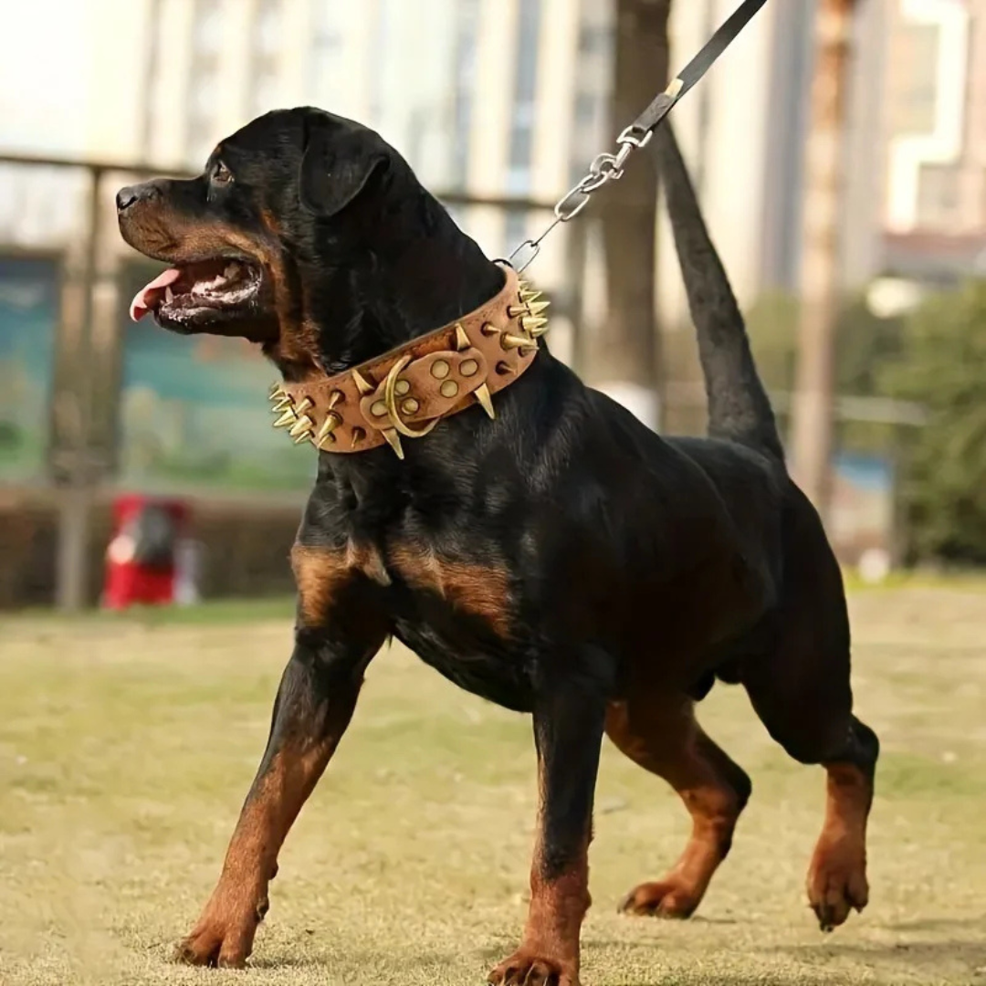 Hundehalsbånd med nagler for store hunder Skanto