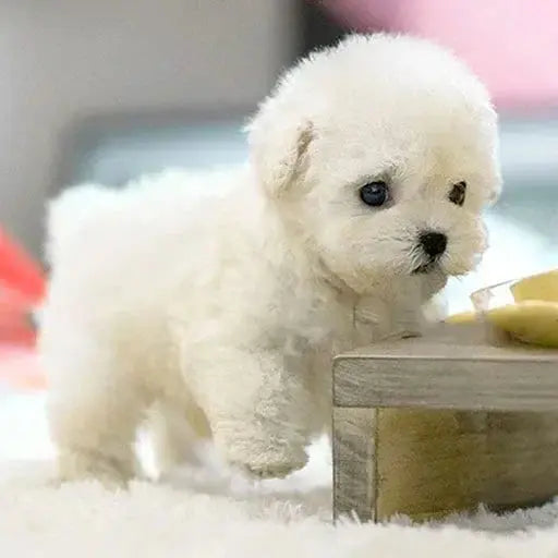 Skanto | PuppyJoy Realistisk Hund | Bringer komfort og glede til hjemmet