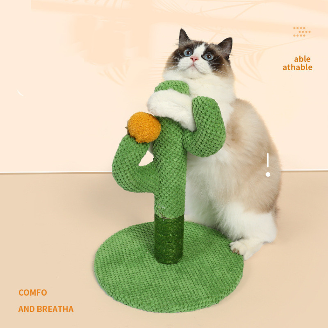 Kaktus Katt Klorestilling Skanto