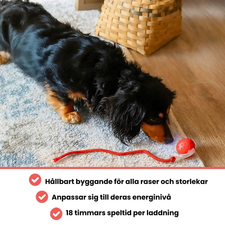 Skanto | PawTail | Speedy Tail Hund Jakke Lett Vannavstøtende Pustende