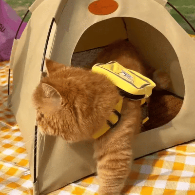 Kjøling Katt Tent - CoolCat Retreat | Skanto