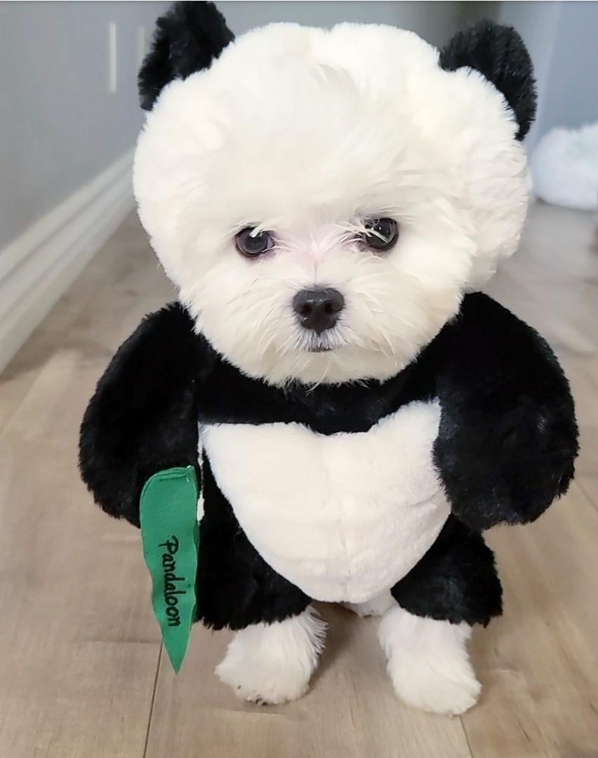 Skanto | Pandaloon Hund og Katt Kostyme Sett