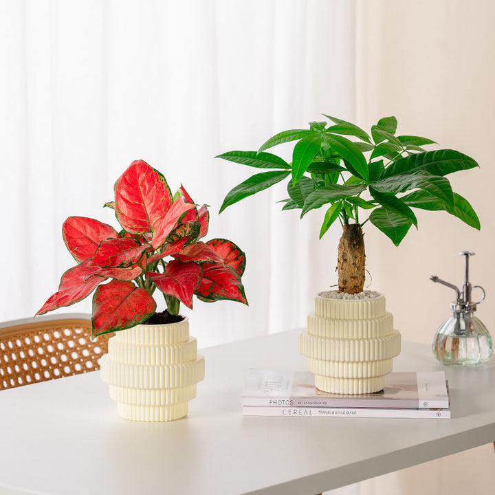 Skanto | Selvvanndende hydroponisk plantepotte – Moderne kontorinnredning