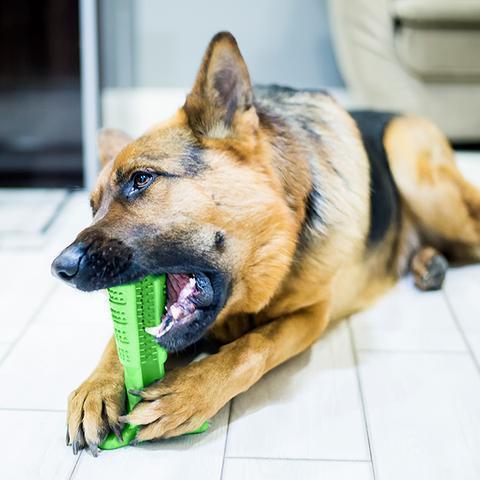 Skanto | Bite n Brush Pet Tannbørste