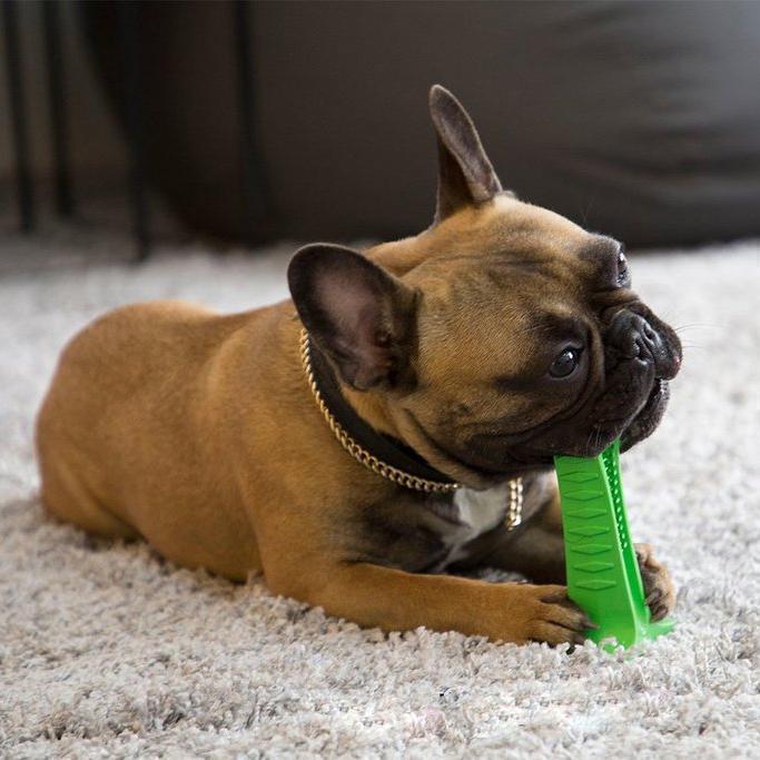 Skanto | Bite n Brush Pet Tannbørste