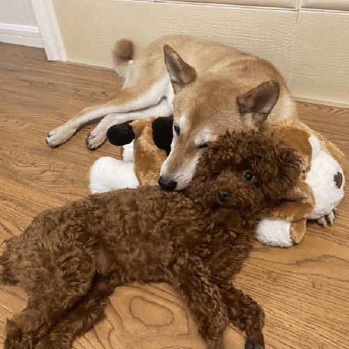 Norvo | Snuggle Puppy - Angsts- og ensomhetsdempende kosedyr