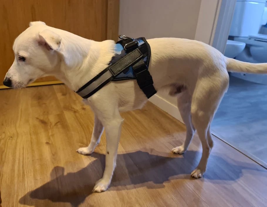 Skanto | Anti Kvelnings Hundesele